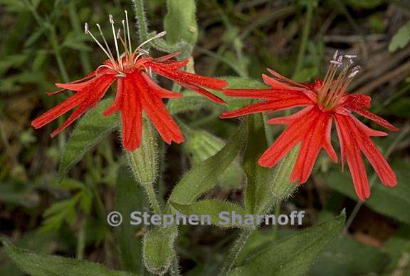 silene laciniata ssp californica 11 graphic